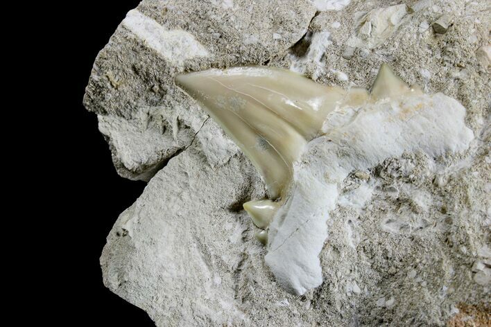 Otodus Shark Tooth Fossil in Rock - Eocene #171292